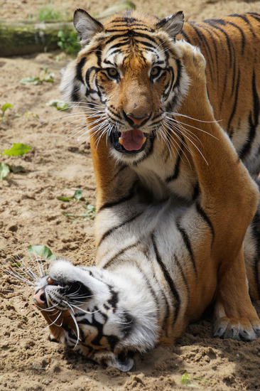 DSC03603 Bengaalse tijgers