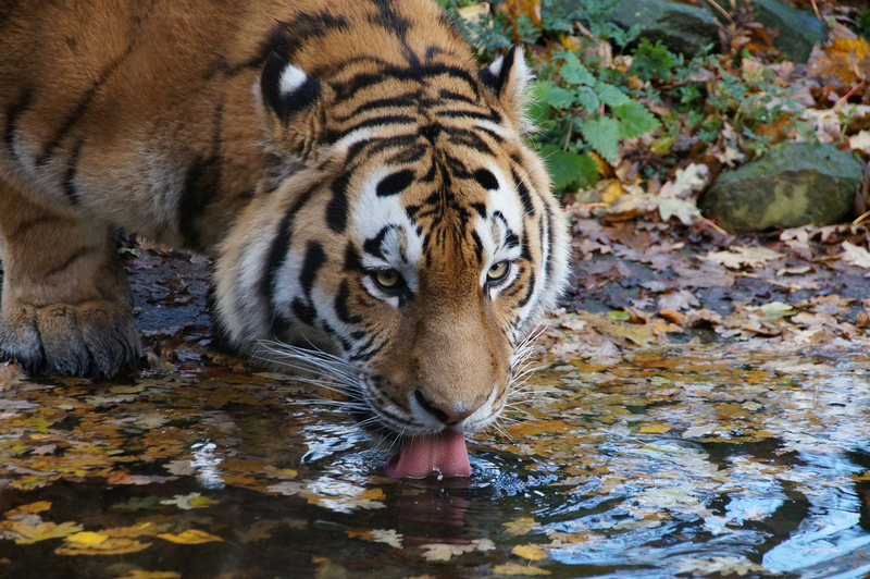 DSC04723 Siberische tijger