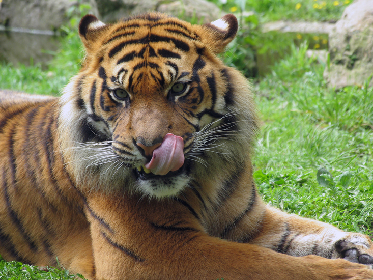 IMG_7909 Sumatraanse tijger