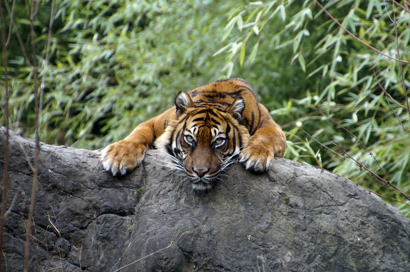 _DSC6604 Sumatraanse tijger
