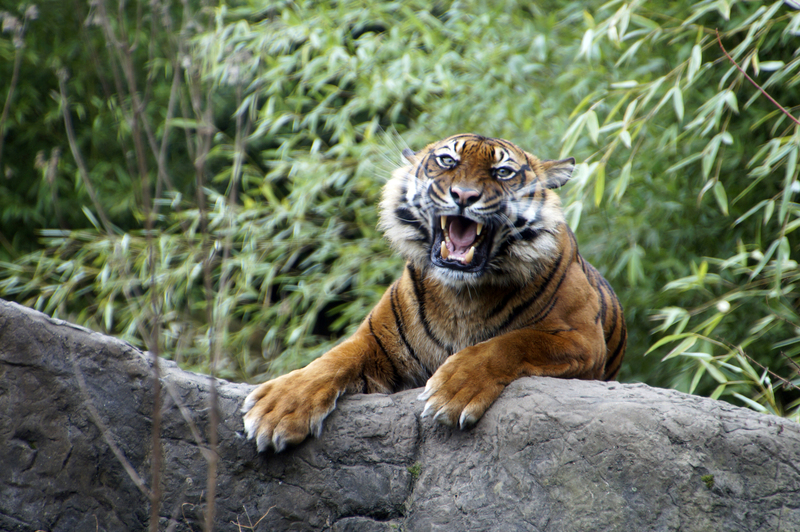 _DSC6593 Sumatraanse tijger