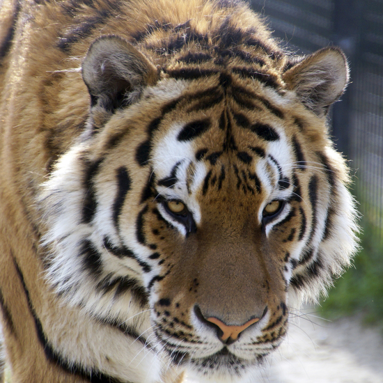 _DSC9565 Siberische tijger