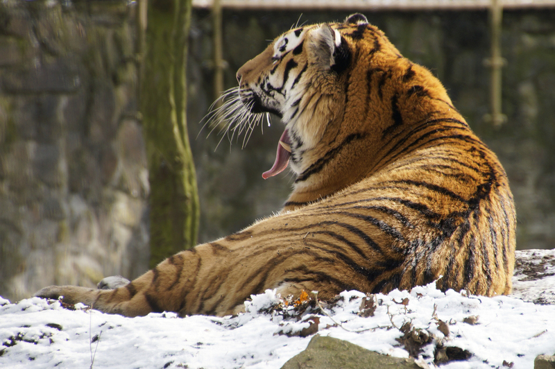 _DSC5101 Siberische tijger