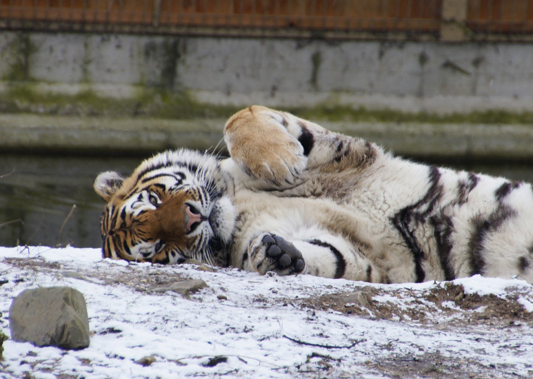 _DSC5053 Siberische tijger