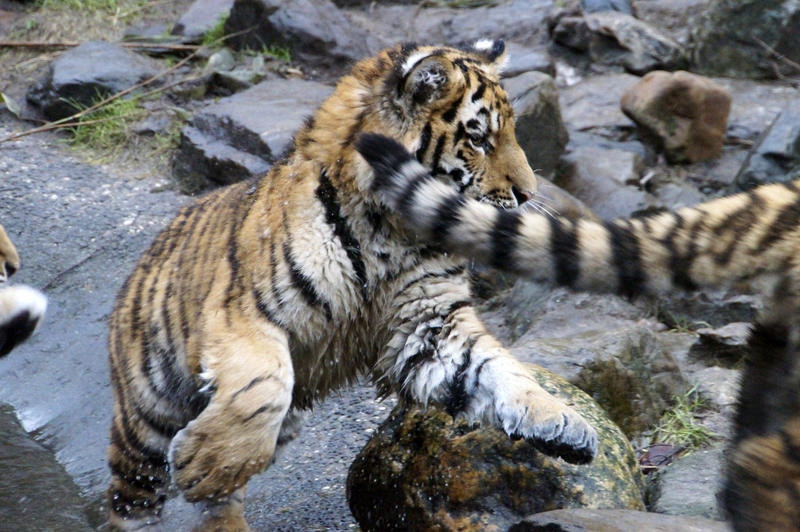 _DSC3967 Siberische tijgers (jong)