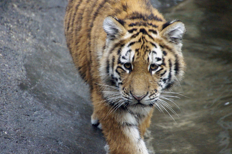 _DSC4384 Siberische tijger (jong)