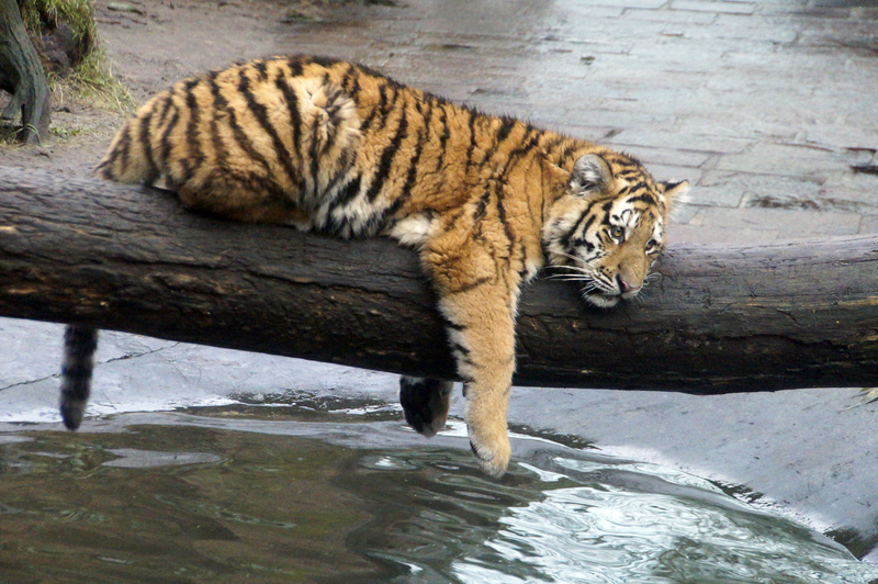 _DSC4040 Siberische tijger (jong)