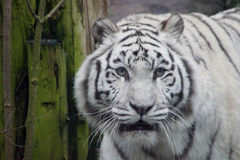 _DSC4406 Witte Bengaalse tijger