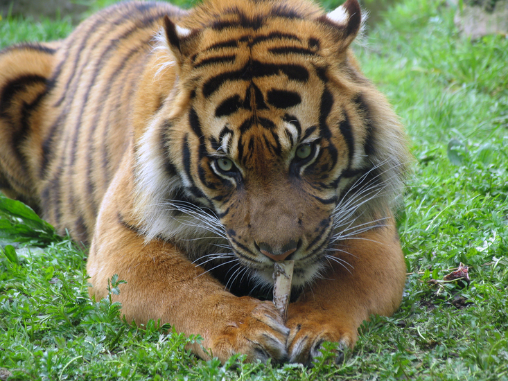 IMG_7870 Sumatraanse tijger