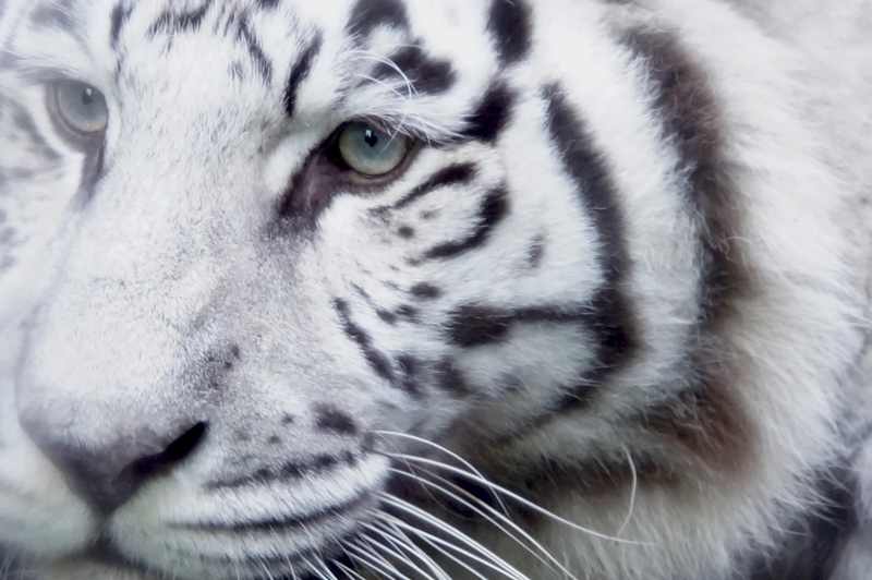 _DSC1096 Witte Bengaalse tijger