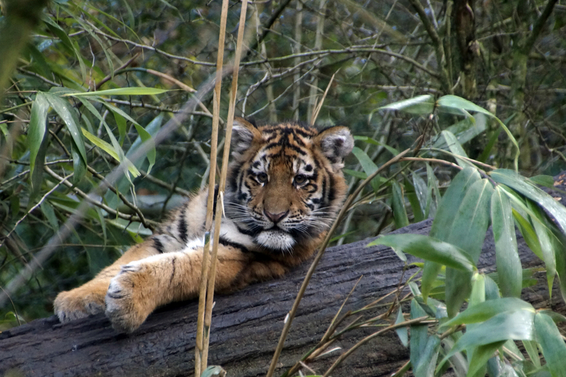 _DSC1320 Siberische tijger (jong)