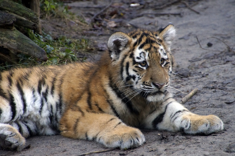 _DSC1537 Siberische tijger (jong)