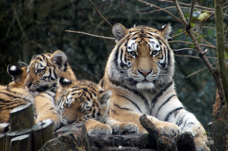 _DSC0891 Siberische tijger met jongen