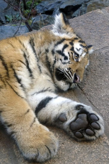_DSC1302 Siberische tijger (jong)