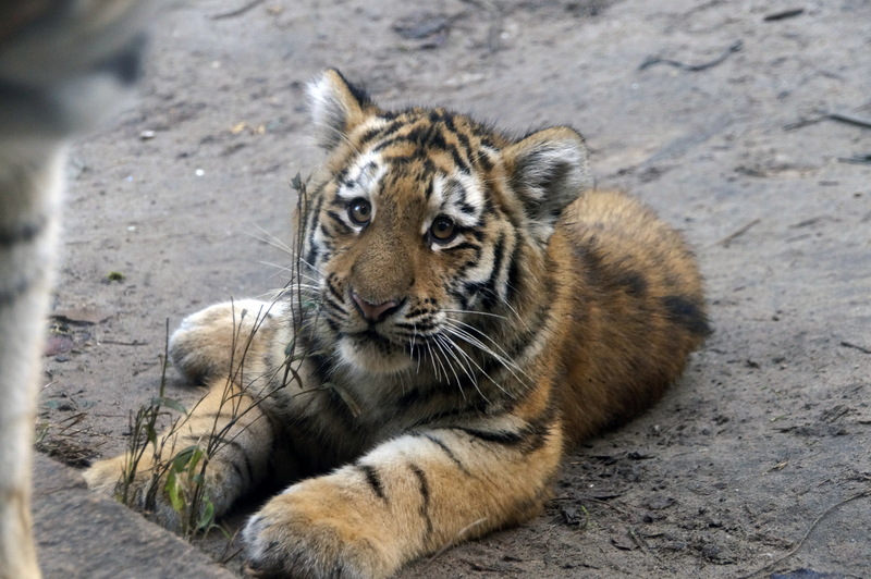 _DSC1500 Siberische tijger (jong)