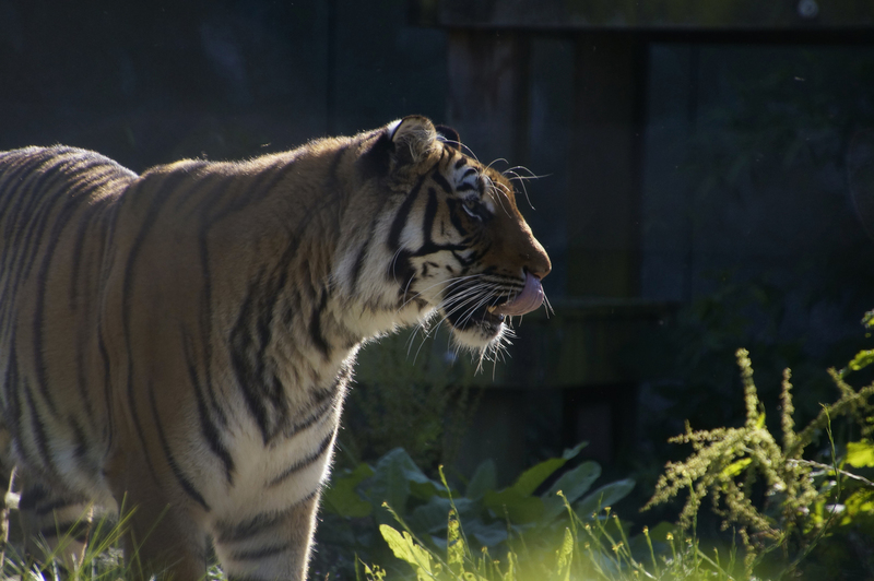 _DSC9333 Bengaalse tijger