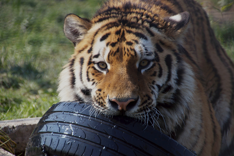 DSC09402 Siberische tijger