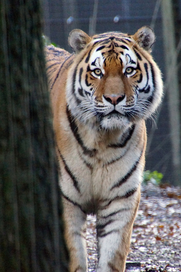 DSC04700 Siberische tijger