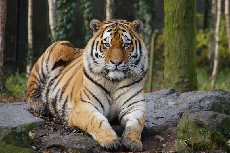 DSC04433 Siberische tijger