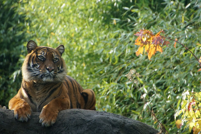 DSC03596 Sumatraanse tijgers
