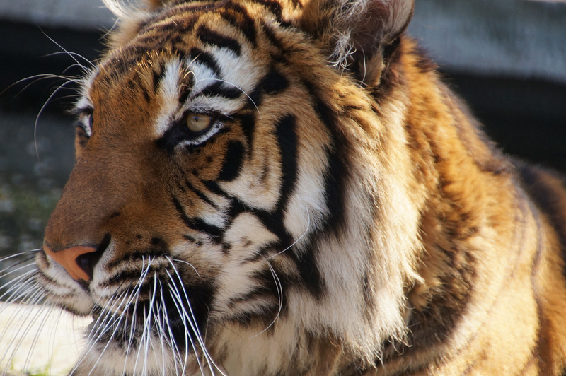 DSC00614 Bengaalse tijger