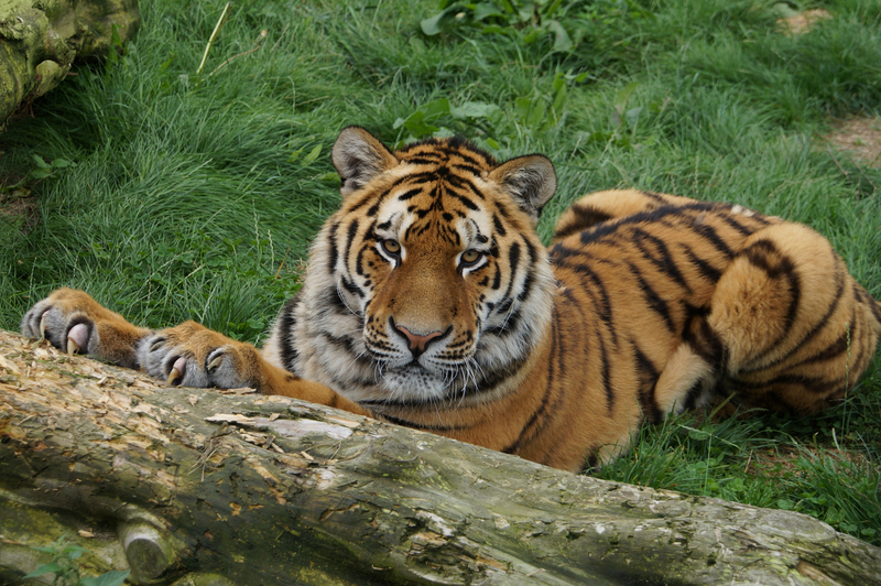 DSC08766 Siberische tijger