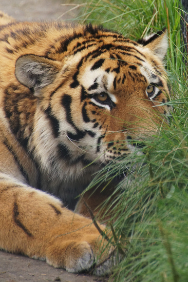 DSC08682 Siberische tijger