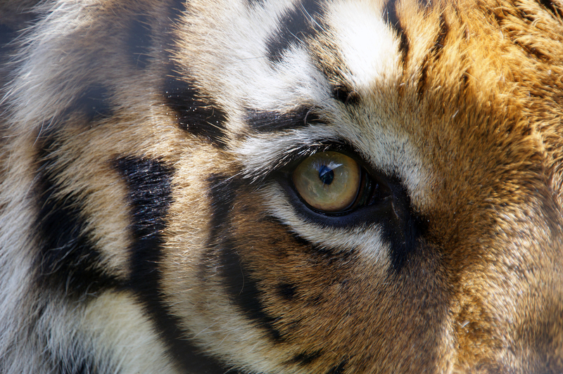 DSC03636 Bengaalse tijger