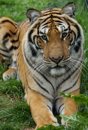 DSC08627 Bengaalse tijger