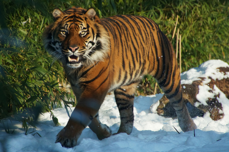 DSC03480 Sumatraanse tijger