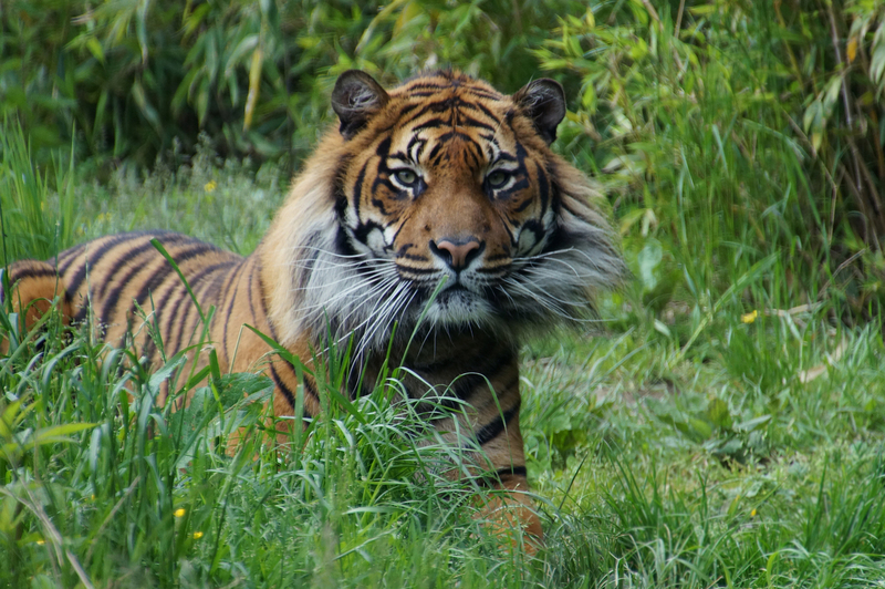DSC09850 Sumatraanse tijger