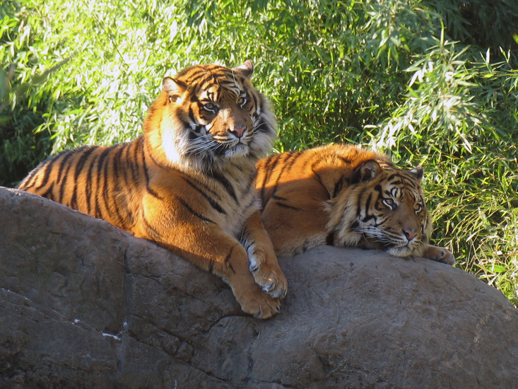 IMG_6255 Sumatraanse tijgers