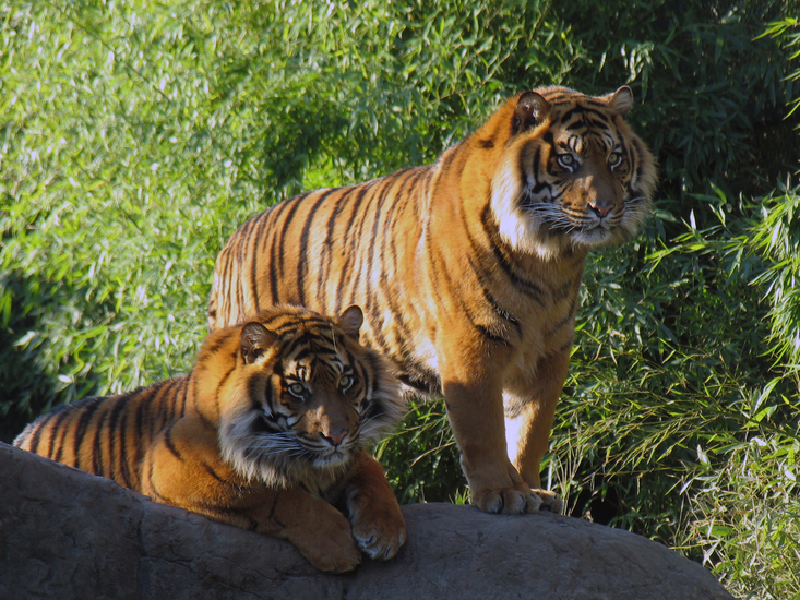 IMG_6262 Sumatraanse tijgers