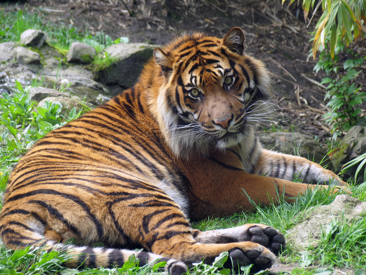 IMG_7841 Sumatraanse tijger