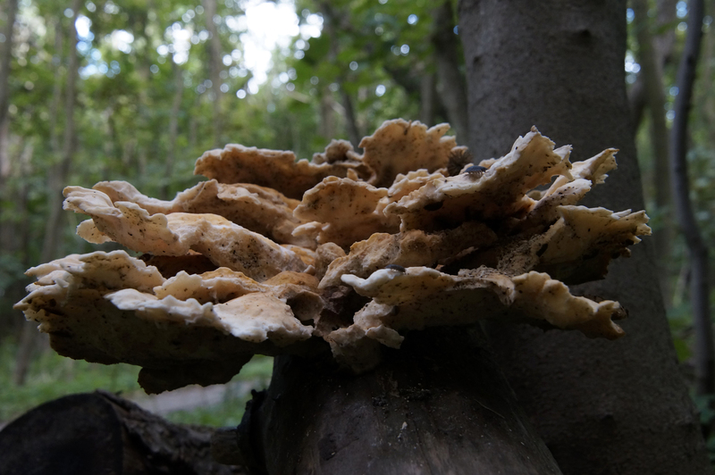 _DSC5511 Paddenstoel