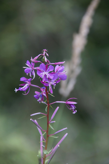 _DSC5521 Wilgenroosje