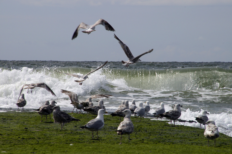 _DSC9790 Callantsoog