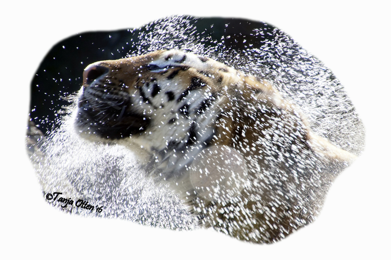 Vladimir te water _DSC9346