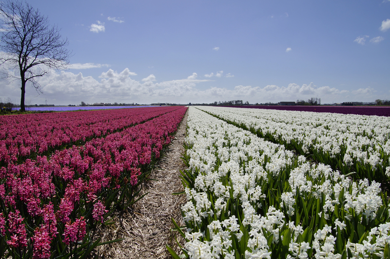 _DSC1709 Hyacintenveld