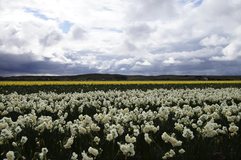 _DSC1159 Narcissenveld
