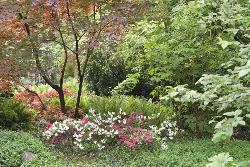 D75_0314 Japanse tuin