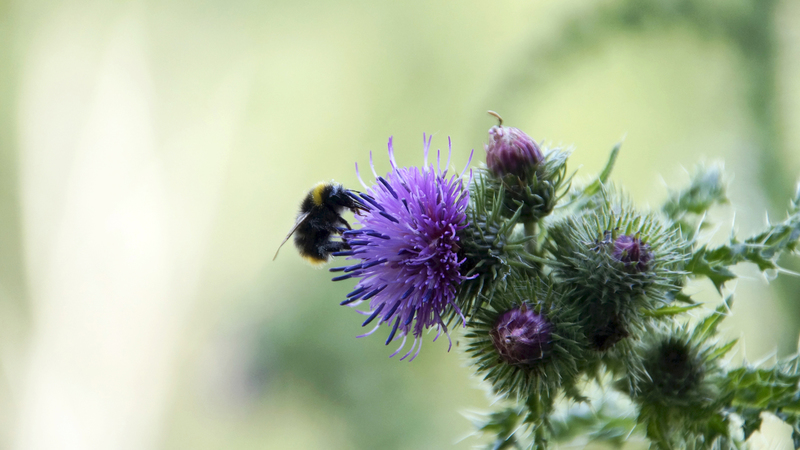 _DSC3210 Akkerdistel