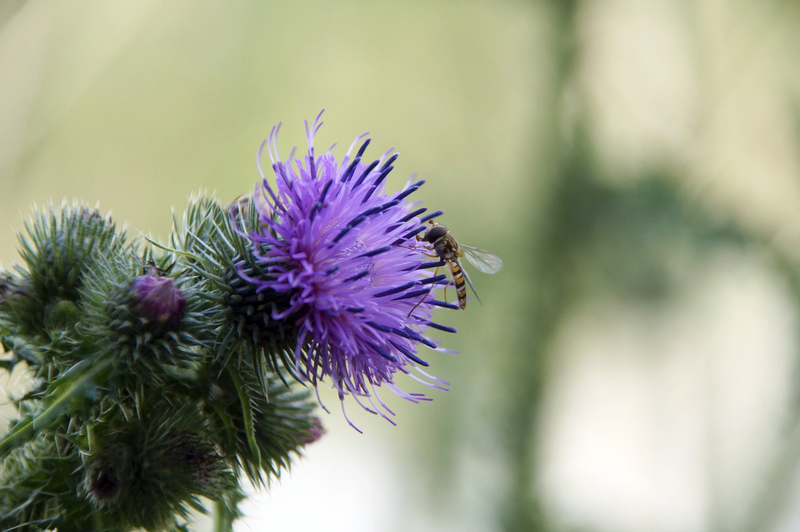 _DSC3215 Akkerdistel