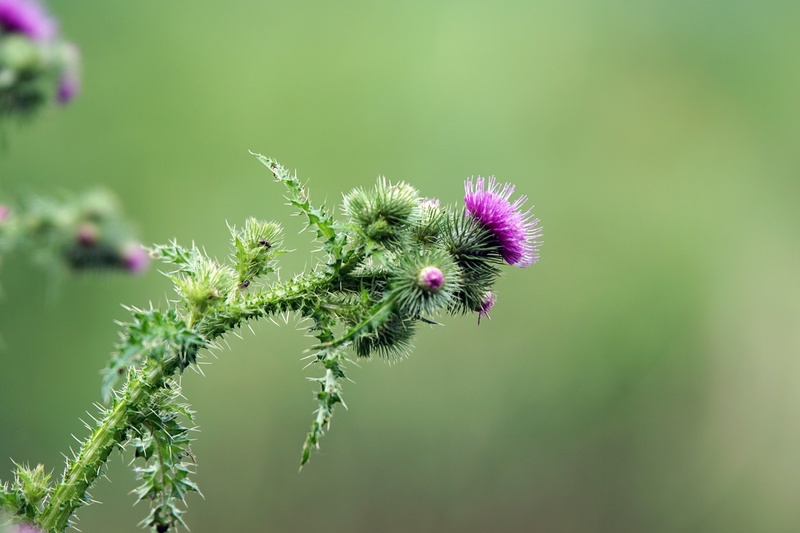 DSC00189 Akkerdistel