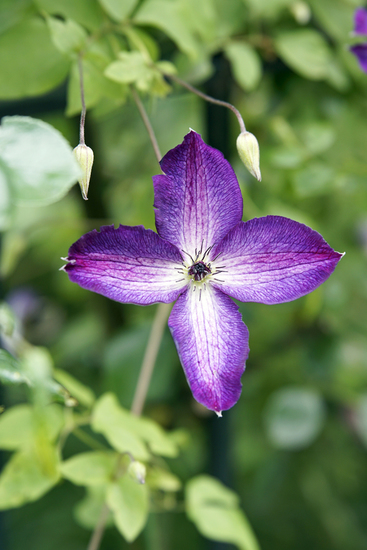_DSC0677 Clematis