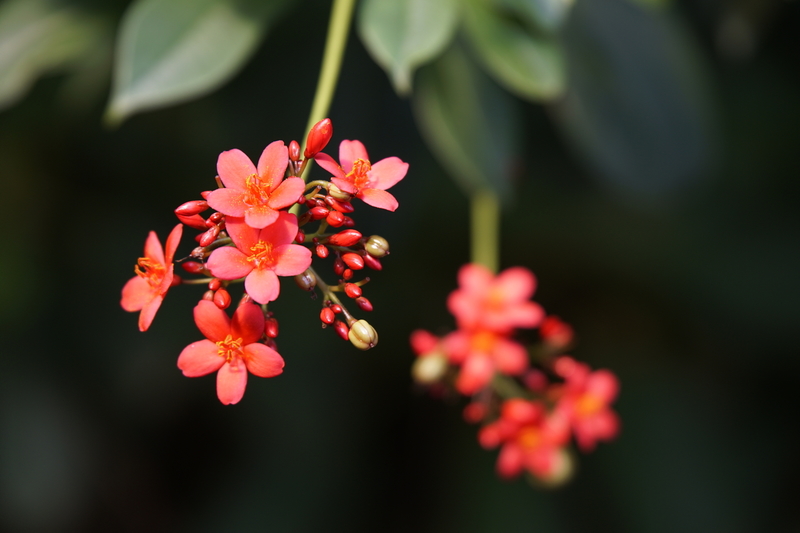 _DSC1508 Jatropha