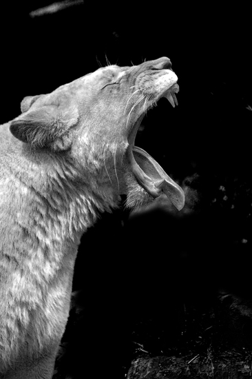 _DSC2066 Witte Afrikaanse Leeuwin ZW