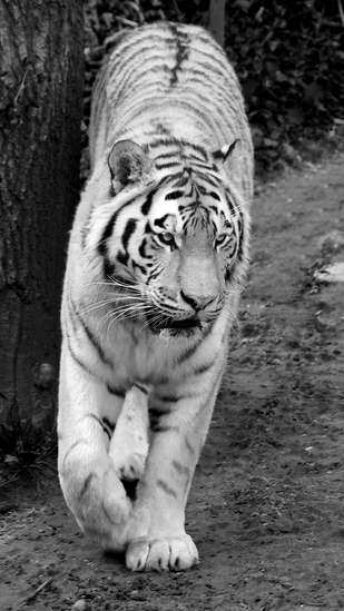 _DSC2165 Siberische tijger ZW