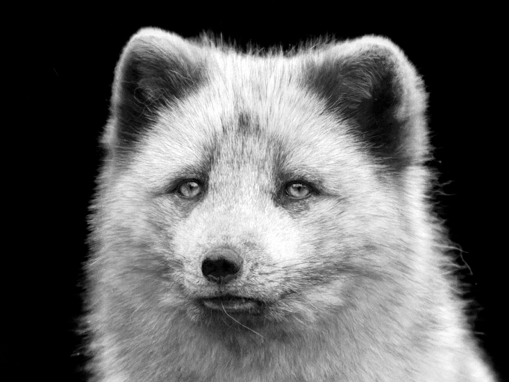 D75_0839 Poolvosje ZW