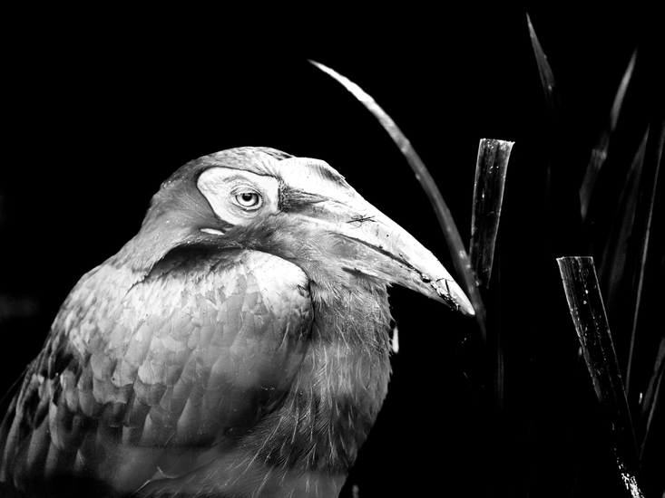 D75_9877 Grondneushoornvogel ZW